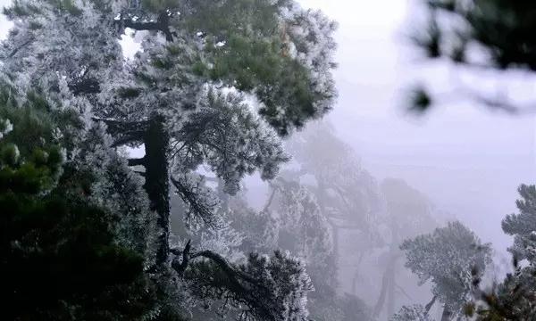 梦想的后院